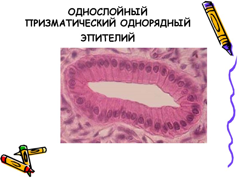ОДНОСЛОЙНЫЙ ПРИЗМАТИЧЕСКИЙ ОДНОРЯДНЫЙ ЭПИТЕЛИЙ